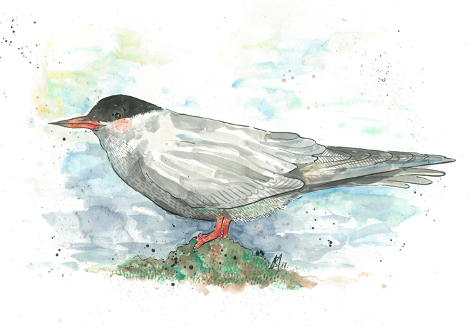 'Arctic Tern'Original £150, (A4 print with mount £10)