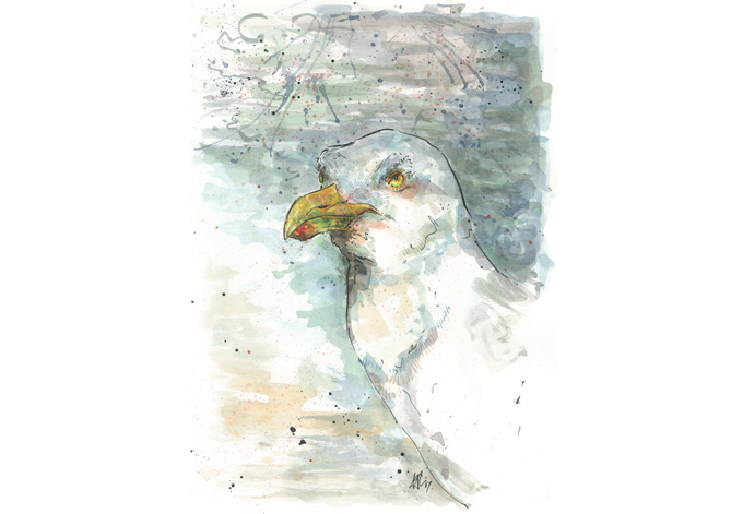 'Herring Gull', Original £150, (A4 print with mount £10)