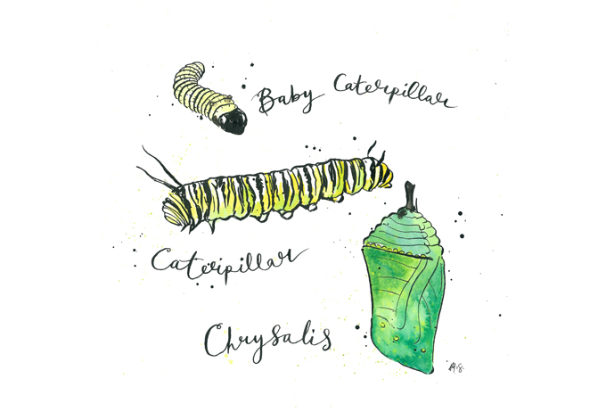 'Baby Caterpillar, Caterpillar & Chrysalis'