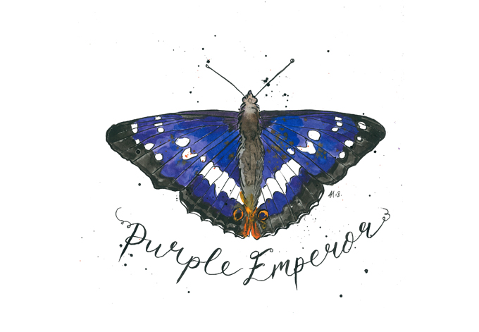 'Purple Emperor'