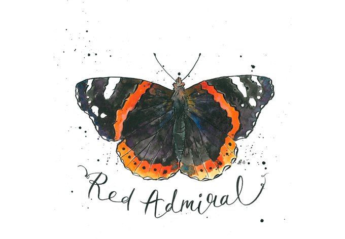 'Red Admiral'