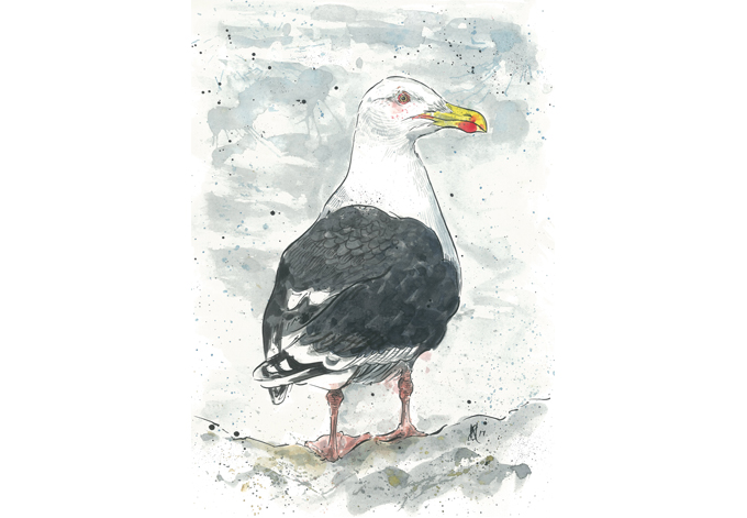 'Great Black-backed Gull' SOLD, (print with mount £10)