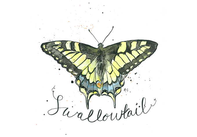 'Swallowtail'