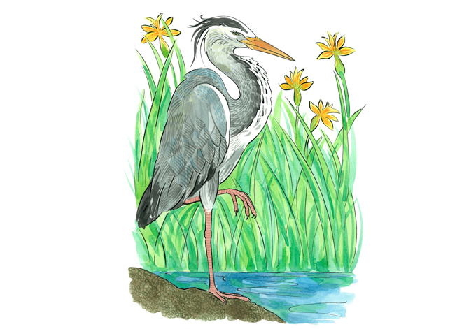 A collection of illustrations inspired by The Westwood & Miller's Pond Local Nature Reserves, Weston Shore and my garden...