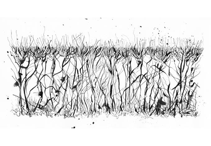'South Downs Hedgerow'
